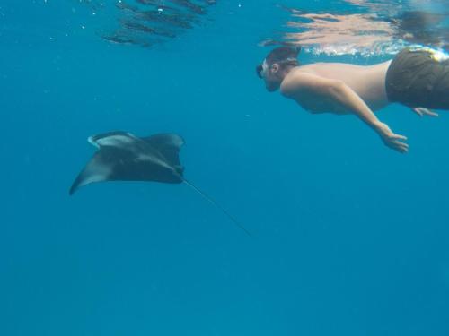a man swimming next to a dolphin in the water at Arista Villa in Ukulhas