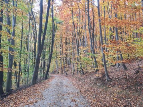 a dirt road through a forest in the fall at CASA CRISAN in Vadul lui Carol II