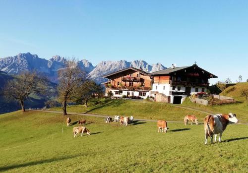 a herd of cows grazing in a field in front of a house at Hahnenkammblick in Kitzbühel