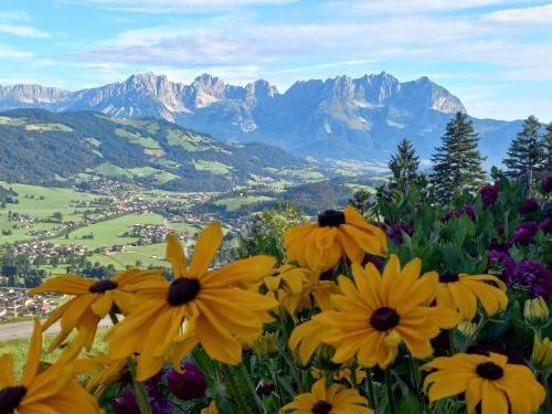 a group of yellow flowers with mountains in the background at Hahnenkammblick in Kitzbühel