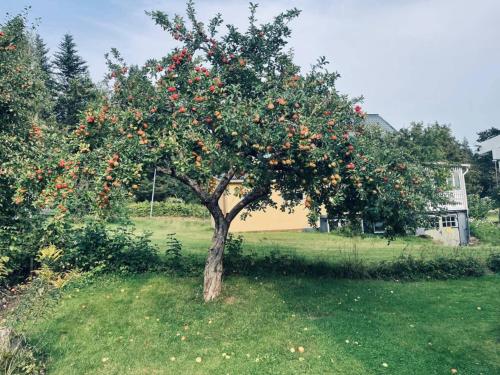 an apple tree in the middle of a field at Villa Skogsfred in Svartå