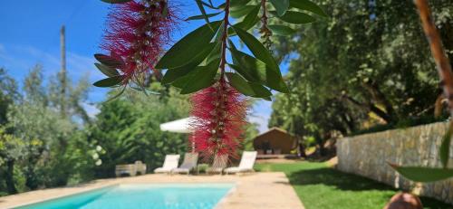 a tree with red flowers next to a swimming pool at Refúgio da Cigarra in Tomar