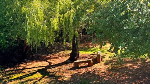 a bench sitting under a tree in a park at 727 Church in Clarens