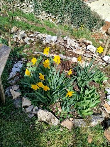 a flower garden with yellow flowers in the grass at Gite Le petit moineau in Corgnac-sur-lʼIsle