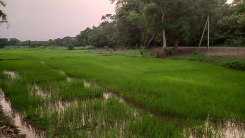 a field of green grass with trees in the background at Bamboo Garden in Anuradhapura