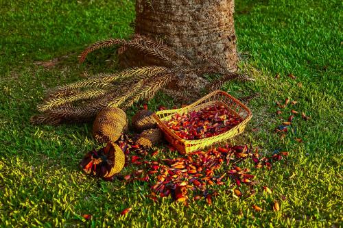 a basket of fruit on the grass next to a tree at Hospedaria Morada das Grimpas in Palmeira