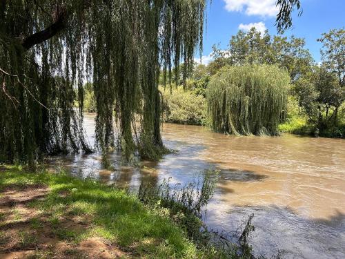 a tree hanging over a river with water at The Angel River Villa in Meyerton