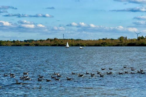 a flock of ducks swimming in the water with a sail boat at Hausboot "Seestern" in Bad Bederkesa
