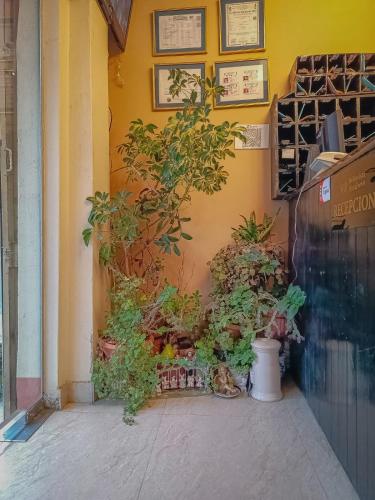 a bunch of plants on the side of a building at Hostal Terrabella SRL in La Paz