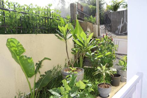 a garden with plants in pots next to a wall at Garden Suite in Trou dʼ Eau Douce