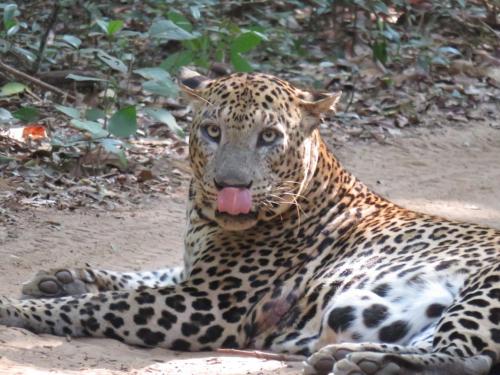 a jaguar laying on the ground with its tongue at Wild Wadi Wilpattu - Villas with private Plunge Pools in Wilpattu