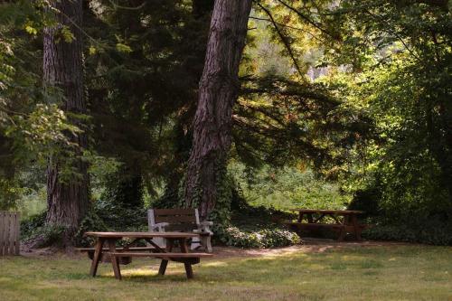 two benches sitting in a park under a tree at Scotia Lodge in Scotia