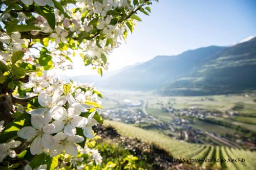 a tree with white flowers and a view of a valley at Superior Apartments Marialisa Orchi in Chiusa