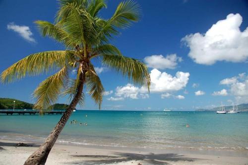 a palm tree on a beach with the ocean at Tropical Haven 2 pieces contemporain avec piscine in Les Trois-Îlets