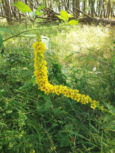a bunch of yellow flowers in the grass at APARTAMENT NIEBIESKA FALA in Rowy