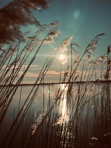 ein Gewässer mit hohem Gras davor in der Unterkunft Küstenglück in Südbrookmerland