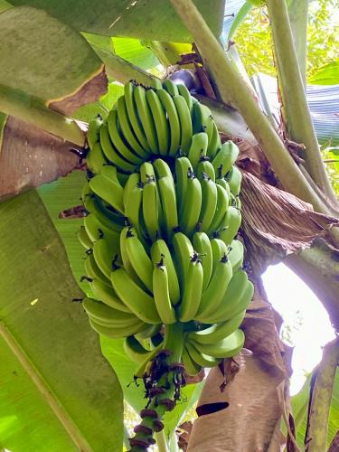 a bunch of green bananas hanging from a banana tree at Casa Veronica in Italcancori