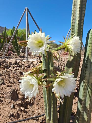 Φωτογραφία από το άλμπουμ του Cabaña colibrí - Casa Campo Elqui σε Λα Σερένα