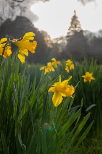a bunch of yellow daffodils in a field at The Forest at Mount Congreve Gardens in Kilmeaden