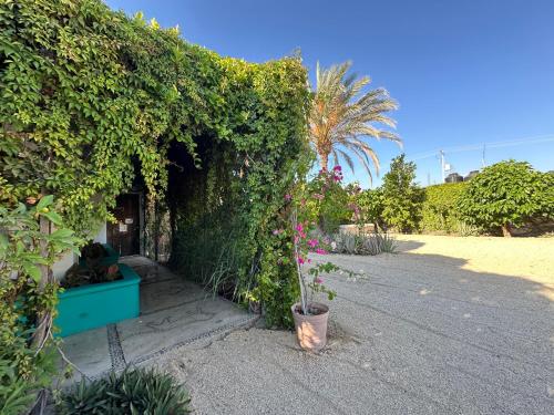 a ivy covered building with a plant in a pot at CABO BOHEMIA Tropical Garden Studios in Cabo San Lucas