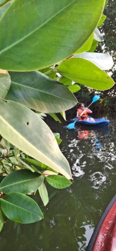 a person in a kayak in the water with large green leaves at The Pearl Munro in Munroe Island