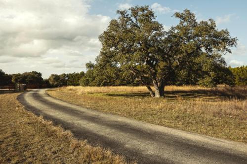 a tree on the side of a dirt road at Blair House Inn and Spa in Wimberley