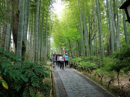 a group of people walking down a path in a bamboo forest at Hamayuu in Higashiizu