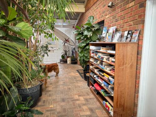 a dog is standing in a room with plants at Edge Of The Forest Motel in Margaret River Town