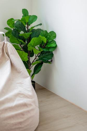 a green plant sitting next to a white wall at Penghu SunSea Hall in Magong