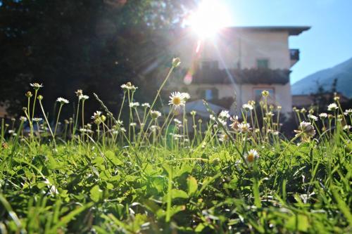 a field of grass with the sun in the background at Pension Pernthaler in Silandro