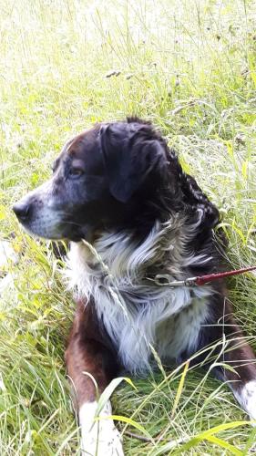 a black and white dog laying in the grass at Schloss Hotel Fernsteinsee in Nassereith