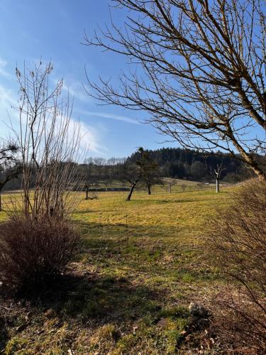 a field of grass with trees in the background at Kinderparadies Alt Lüxem in Wittlich
