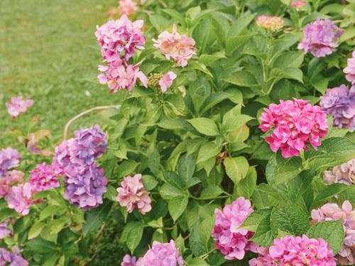 a bush of pink and purple flowers in a garden at Hotel Magdalena Mayrhofen in Mayrhofen