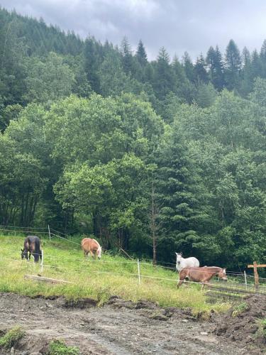 a group of cows grazing in a field at Sabbionaccio Apartments & Spa in Chiesa in Valmalenco