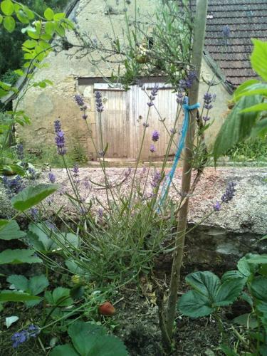 a garden with purple flowers in front of a fence at Moulin Barrat in Le Veurdre