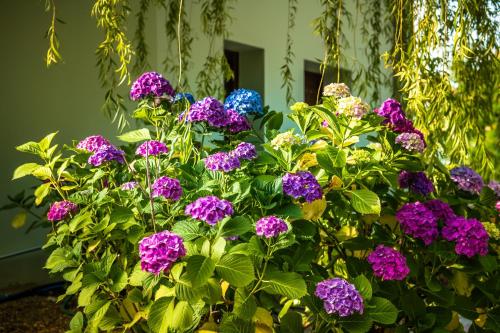 a bunch of purple and blue flowers in a bush at Nymfes in Tsagarada