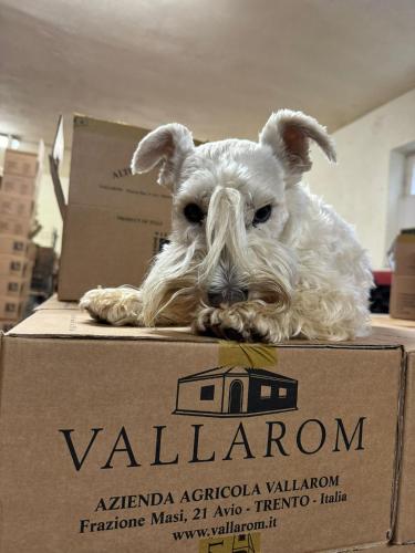 Domácí mazlíčci ubytovaní s hosty v ubytování Vallarom