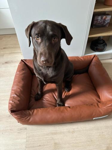 a black dog sitting in a dog bed at Ferienhaus Löwenherz in Pommern