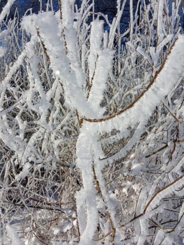 a frost covered plant with snow on it at Bed & Breakfast - Warniłęg in Warniłęg