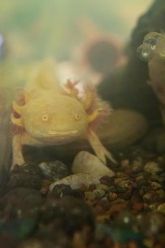 a frog sitting on top of some rocks at The Tillamook Inn in Tillamook