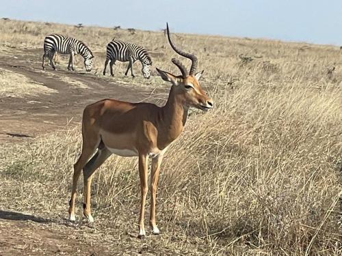 ラグジュアリーテントの敷地内または近くにいる動物