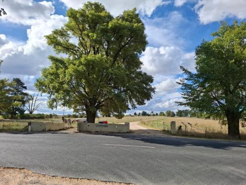a tree on the side of a road at Alloway Bank in Bathurst