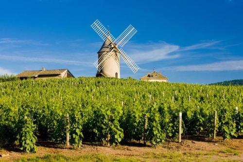 a windmill on top of a field of vines at Le clos des vignes in Sarcey