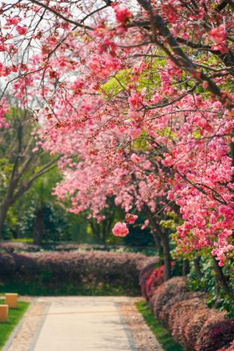 a path in a park with pink flowering trees at InterContinental Kunming by IHG in Kunming