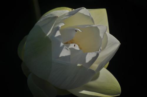 a close up of a white flower at Tropical Magnolia in Hellgate