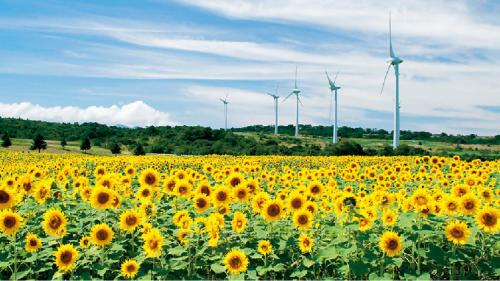 a field of sunflowers with wind turbines in the background at Toyoko Inn Koriyama in Koriyama