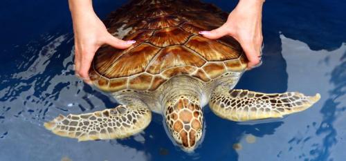 a person holding a turtle on top of the water at Fourcoock Villa in Kosgoda
