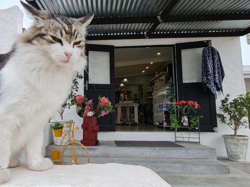a cat standing in front of a house at Saint Anna Beach House in St Helena Bay