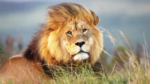 a lion is sitting in the grass at Lichenry Bush Lodge in Mokopane