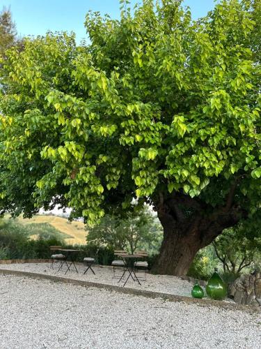 a tree with two benches and a picnic table under it at Casale di Maro in Monte Giberto